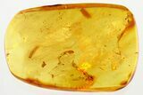 Detailed Fossil Millipede (Myriapoda) in Baltic Amber #310806-2